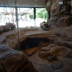 6/17/2018 - Meerkat Habitat