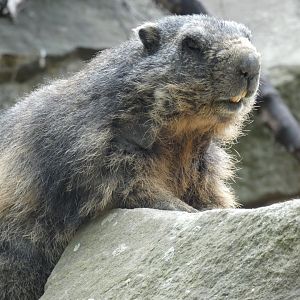 Alpine Marmot