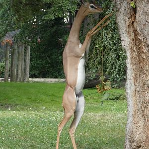 Gerenuk