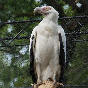 Palm Nut Vulture