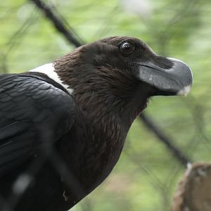 White-necked Raven