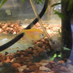 Black Skirt Tetra (Gymnocorymbus ternetzi)