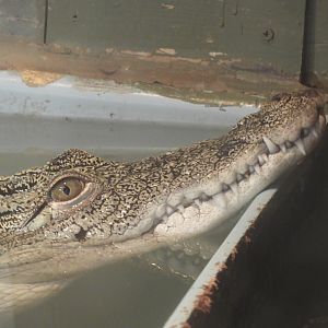 Nile Crocodile (Crocodylus niloticus)