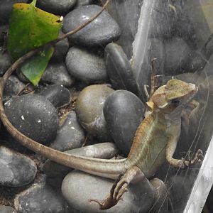 Brown Basilisk (Basiliscus vittatus)
