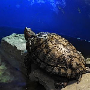 Red-Eared Slider (Trachemys scripta elegans)