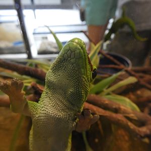 Giant Madagascar Day Gecko (Phelsuma grandis)