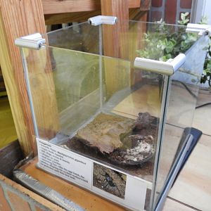 Open-Topped Vinegaroon exhibit - Second Floor - World Aquarium