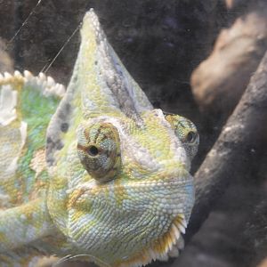 Veiled Chameleon (Chamaeleo calyptratus)