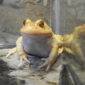 albino American Bullfrog (Lithobates catesbeianus)