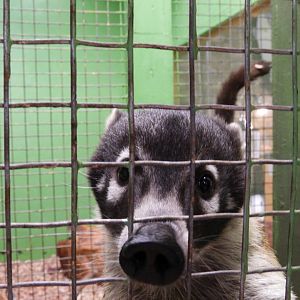 White-Nosed Coati (Nasua narica)