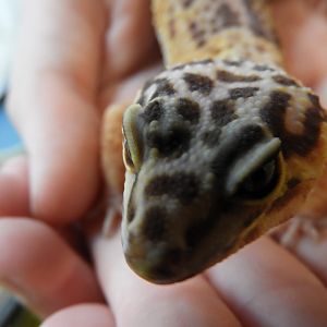 Common Leopard Gecko (Eublepharis macularius)