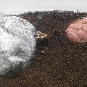 Timor Monitor (Varanus timorensis)