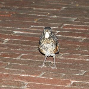 American Robin (Turdus migratorius) fledgling