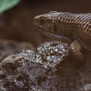 Skink