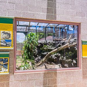Green Iguana exhibit