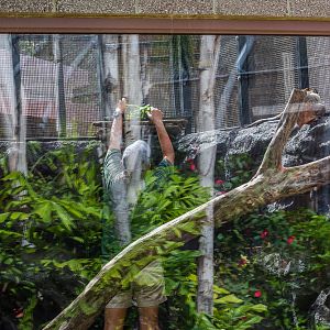 Keeper inside exhibit placing food for Green Iguana