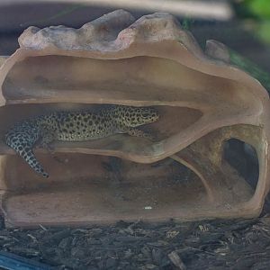 Leopard gecko