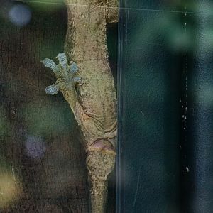 New Caledonia giant gecko