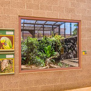 Tegu lizard exhibit