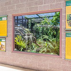 Prehensile-tail skink exhibit