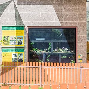 Pacific Tree Frog and Dyeing Poison Frog Exhibit