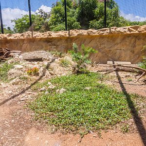 Inland bearded dragon and Gidgee spiny-scaled skink exhibit