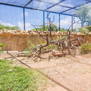 Inland bearded dragon and Gidgee spiny-scaled skink exhibit