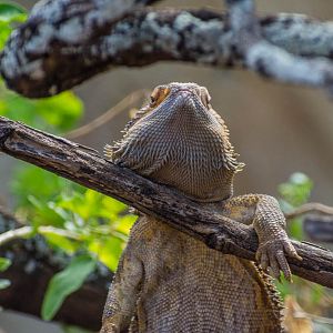 Inland bearded dragon
