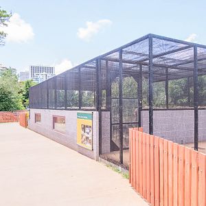 Inland bearded dragon and Gidgee spiny-scaled skink