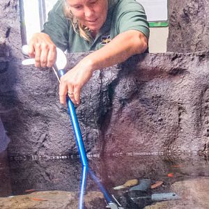 Keeper feeding Japanese salamander