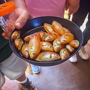 Talapia stuffed with vitamins for the Japanese salamander