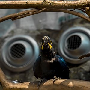 Lear's macaw, Anodorhynchus leari