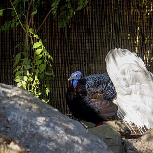 Bulwer's pheasant, Lophura bulweri