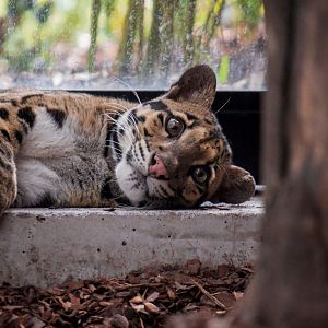 Indochinese clouded leopard, Neofelis nebulosa nebulosa