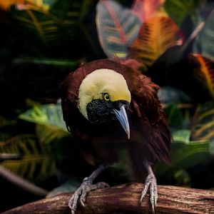 Greater bird-of-paradise, Paradisaea apoda