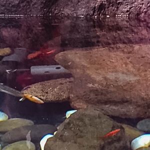 Japanese Salamander feeding on tilapia.