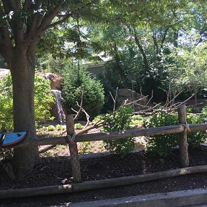 NEW! Nearly-Complete Bald Eagle Exhibit