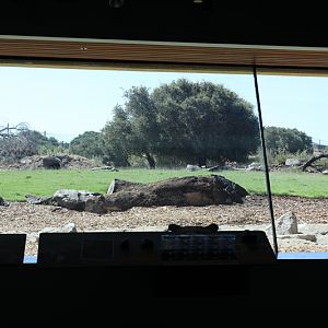 grizzly bear viewing (from education building)