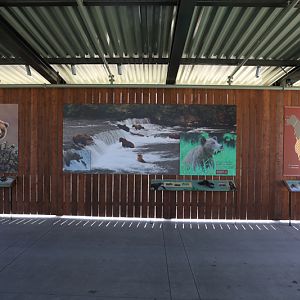 grizzly bear graphics