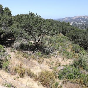 wolf exhibit (1 of 3)