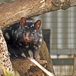 Eastern quoll