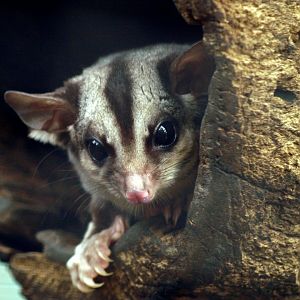 Petaurus norfolcensis