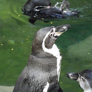 Humboldt Penguins (Spheniscus humboldti)