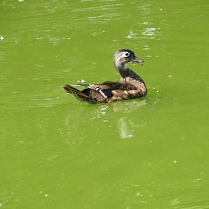 Wood Duck (Aix sponsa)