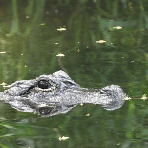 Chinese Alligator (Alligator sinensis)