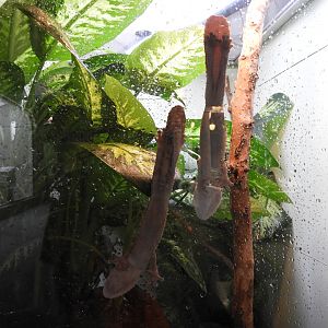 Henkel's Leaf-Tailed Geckos (Uroplatus henkeli)