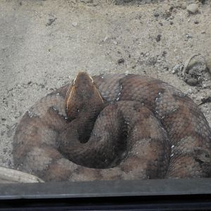 Southern Cantil (Agkistrodon howardgloydi)