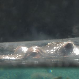 Common Hippopotamus (Hippopotamus amphibius)