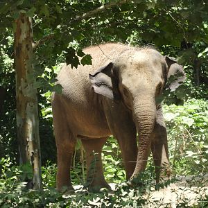 Asian Elephant (Elephas maximus)