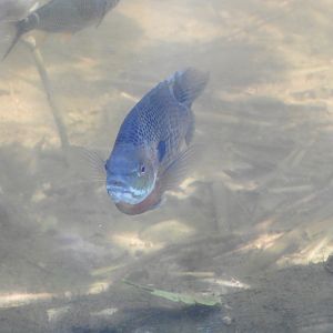Bluegill (Lepomis macrochirus)